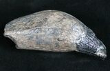 Fossil Sperm Whale Tooth #10093-1